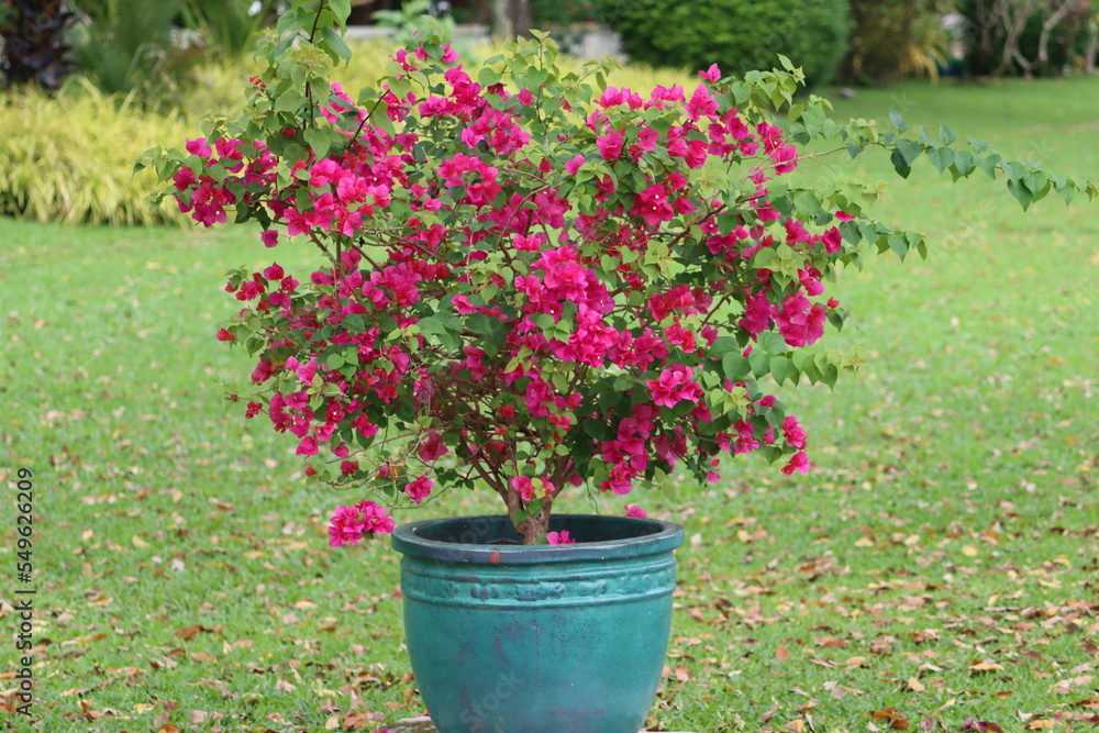 Bougainvillea glabra, the lesser bougainvillea or paperflower, is the most common species of bougainvillea used for bonsai. The epithet 'glabra' comes from Latin and means 