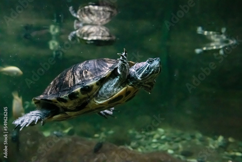 Turtle swims in dark water close up