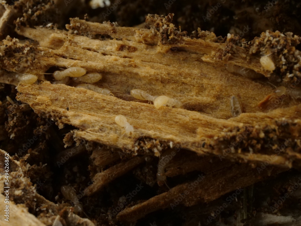 シロアリに食べられてぼろぼろの木 シロアリに食べられてぼろぼろの木