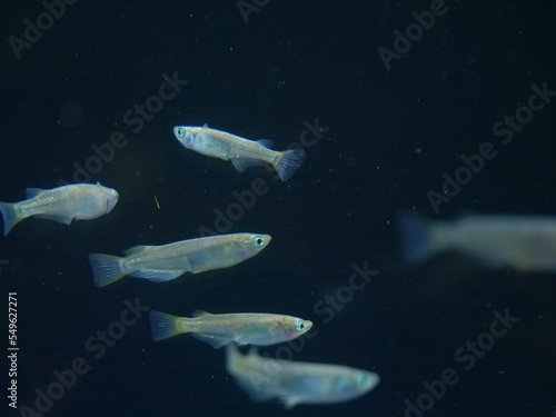 野生のメダカに近い色をした黒メダカ
