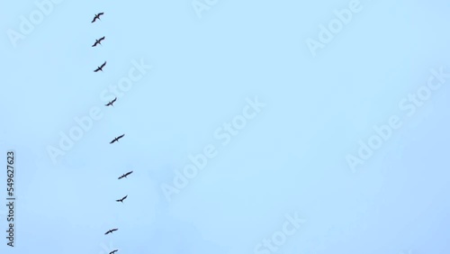 Seagulls Flock’s flying high in a row enter and exit the frame seen from below