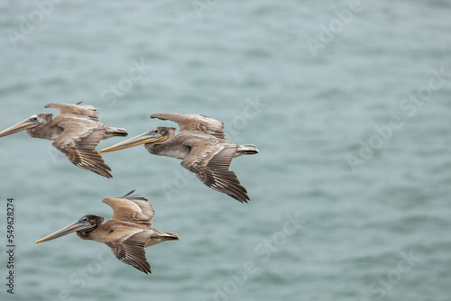 Pelicans flying over San Francisco Bay, fog, California, USA