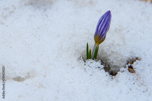 Violet Crocuse flower in the snow on Demerdzhi mountain slope in spring photo