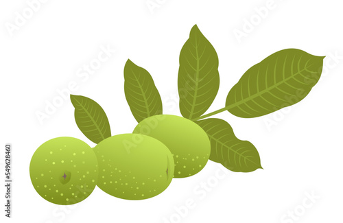 Walnut. Garden plant edible harvest. Isolated on white background. Foliage leaves. Vector