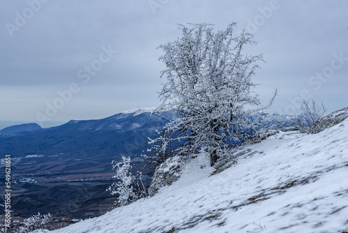 Bush frozen in ice on Demerdzhi mountain slope in spring. Crimea © Elena Odareeva