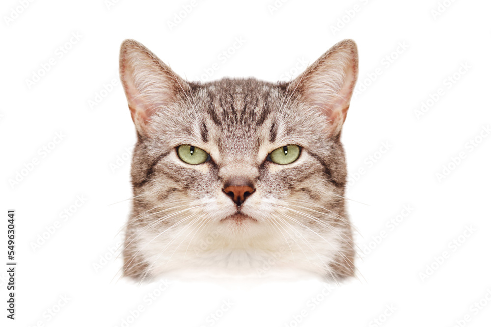 Fototapeta premium An angry cat symmetrical portrait like a passport photo, close up, isolated on a white background. Portrait of an adult pet