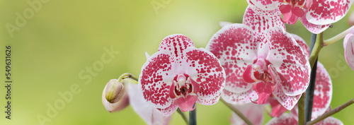 closeup on  beautiful flowers of orchid on green panoramic background