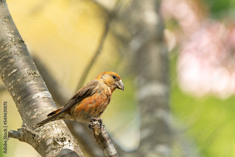 Fototapeta premium 北海道の春、イスカ 