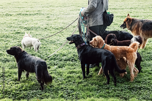 Canvas Print Man dog walker walking group of dogs on the leashes in the park