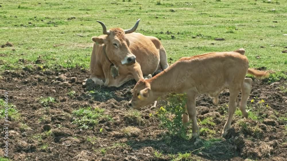 brown cow with horns lying on the ground watching her calf standing in front of her brown cow with horns lying on the ground watching her calf standing in front of her