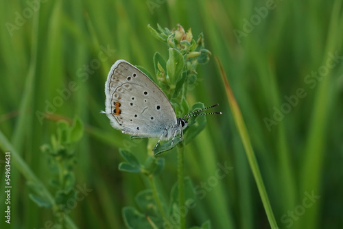 Closeup on a colorful Short tailed blue, Everes argiades sitting against a green natural background photo