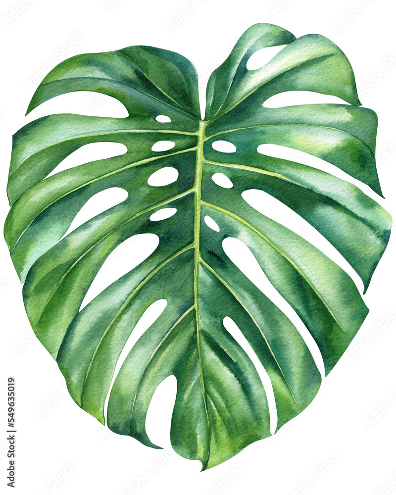 tropical green leaves palm monstera on white background, watercolor ...