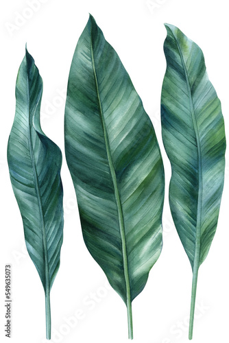 tropical green leaves palm on white background  watercolor illustration  botanical painting  jungle design