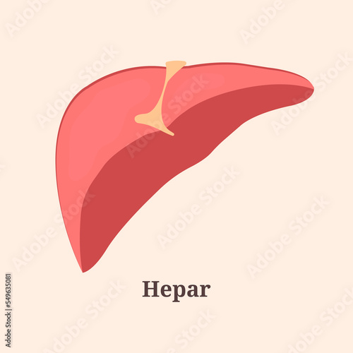 Icon, banner, poster, flat illustration with human liver and text Hepar