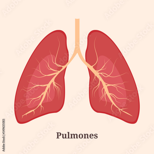 Icon, banner, poster, flat illustration with human lungs and Pulmones text