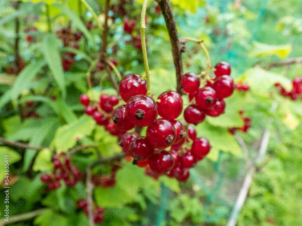 Perfect red ripe redcurrants (ribes rubrum) on the branch between green leaves with blurry background. Taste of summer Perfect red ripe redcurrants (ribes rubrum) on the branch between green leaves with blurry background. Taste of summer