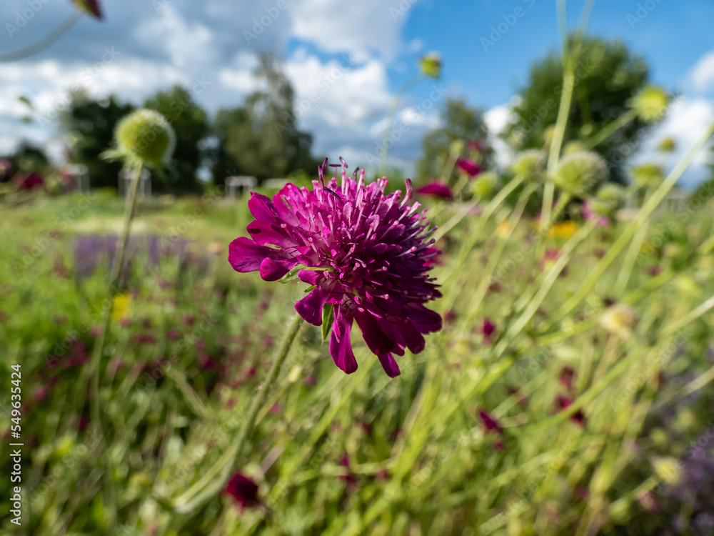 The Macedonian scabious (Knautia macedonica) growing in a garden and blooming with dark red flower The Macedonian scabious (Knautia macedonica) growing in a garden and blooming with dark red flower