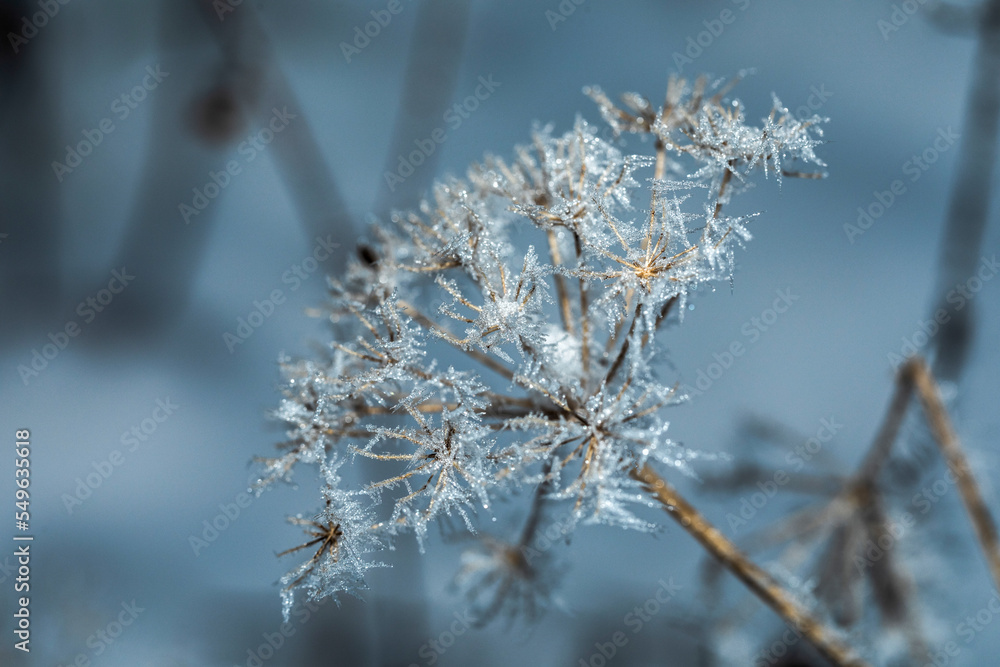 Hoarfrost on wild flowers closeup