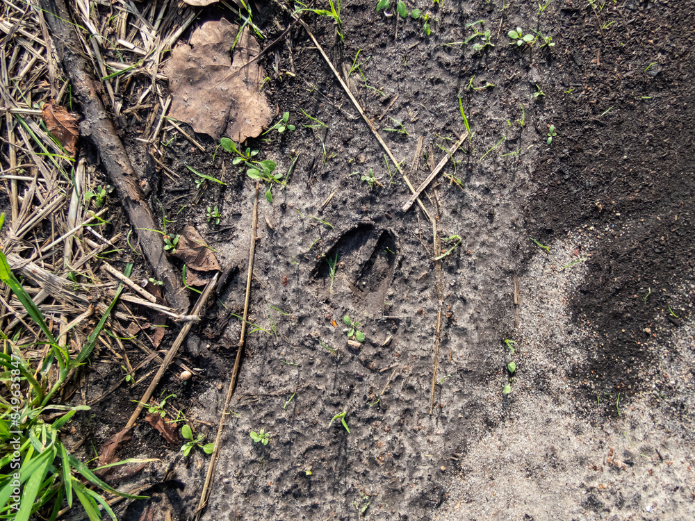 Close-up of footprints of roe deer (Capreolus capreolus) in deep and wet mud in the ground. Tracks of animals on a walking trail in the countryside in sunlight Close-up of footprints of roe deer (Capreolus capreolus) in deep and wet mud in the ground. Tracks of animals on a walking trail in the countryside in sunlight