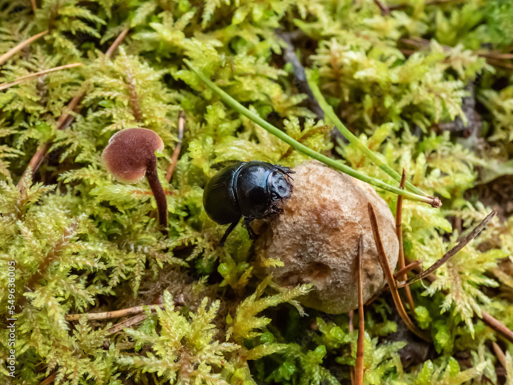 Beautiful macro shot of glossy earth boring dung-beetle - (Geotrupes stercorarius) crawling on the forest ground on a small mushroom Beautiful macro shot of glossy earth boring dung-beetle - (Geotrupes stercorarius) crawling on the forest ground on a small mushroom