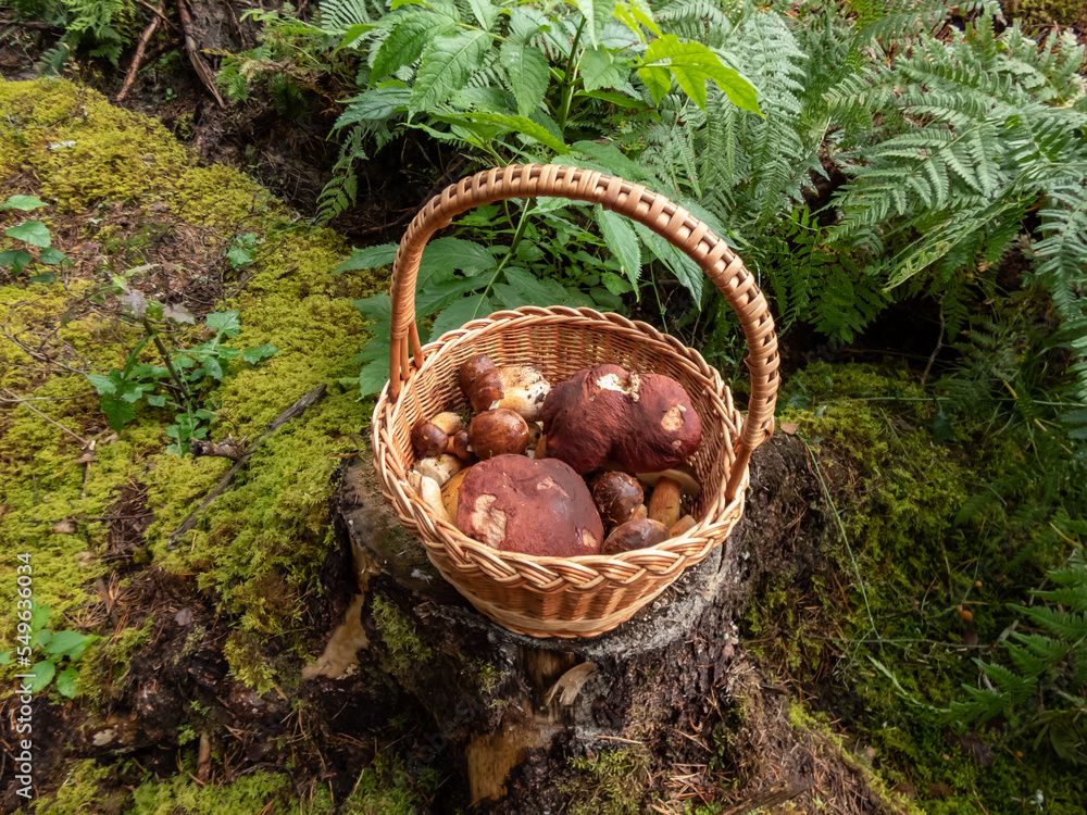 Wooden basket on the tree stump full with edible mushrooms - russula rosea and boletus among forest vegetation