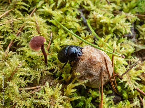 Beautiful macro shot of glossy earth boring dung-beetle - (Geotrupes stercorarius) crawling on the forest ground on a small mushroom © KristineRada