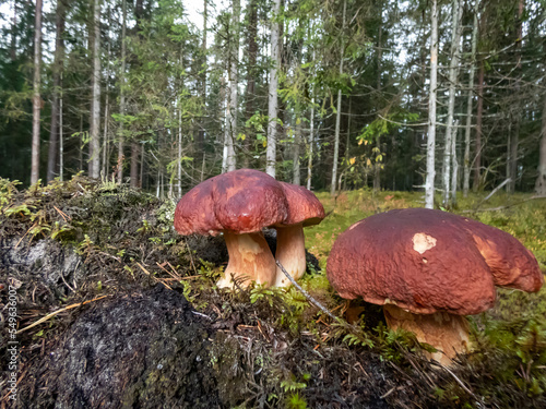 Close-up shot of the cep  penny bun  porcino or porcini mushroom  boletus edulis  growing in the forest surrounded with green moss