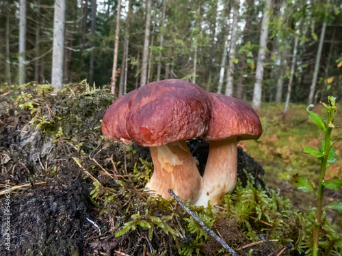 Close-up shot of the cep, penny bun, porcino or porcini mushroom (boletus edulis) growing in the forest surrounded with green moss