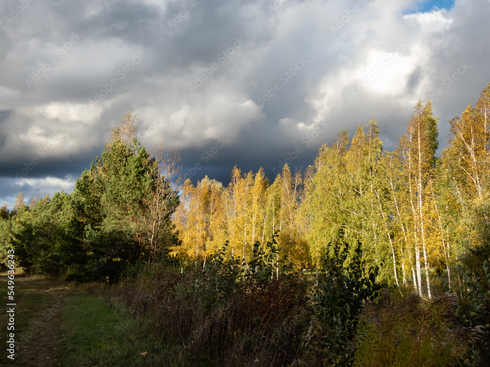 Fototapeta premium Beautiful landscape of autumn scenery with birch trees and vegetation in yellow, orange and warm toned colors
