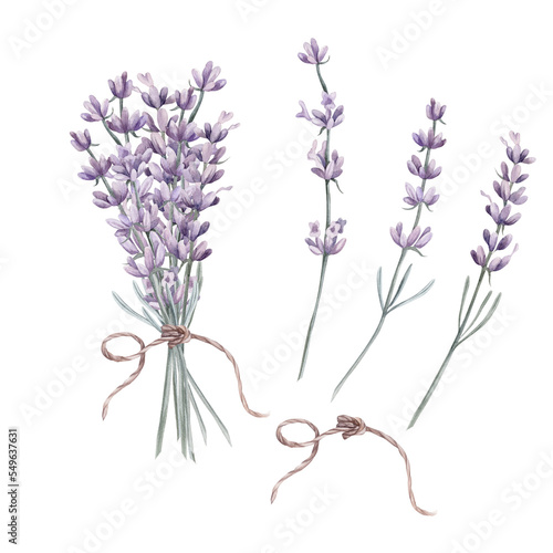 Lavander Watercolor. Set. Illustration for clipart. Designed for menus, culinary blogs, packaging, textiles, web design, sites, stickers, invitations, patterns, logos. Drawn by hand.