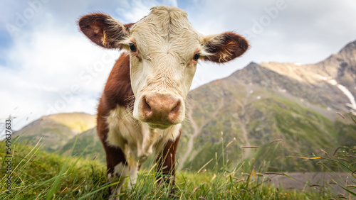 cow in the mountains © Степан Авдонин