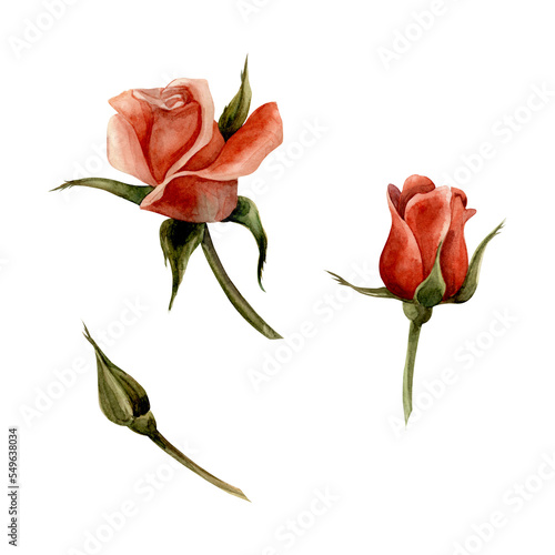 Rose. Watercolor. Isolate. Illustration for clipart. Designed for flower studios, holiday decoration, weddings, packaging, textiles, web design, websites, stickers, invitations, templates, logos. hand