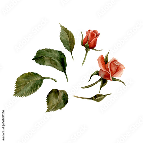 Rose. Watercolor. Isolate. Illustration for clipart. Designed for flower studios, holiday decoration, weddings, packaging, textiles, web design, websites, stickers, invitations, templates, logos. hand