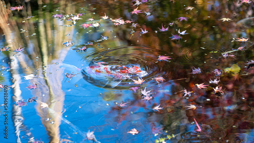 Autumn leaves floating in a pond in a Japanese garden and carp slowly swimming