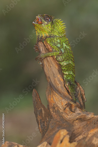 A forest dragon is preying on a cricket on a moss-covered ground. This reptile has the scientific name Gonocephalus chamaeleontinus.