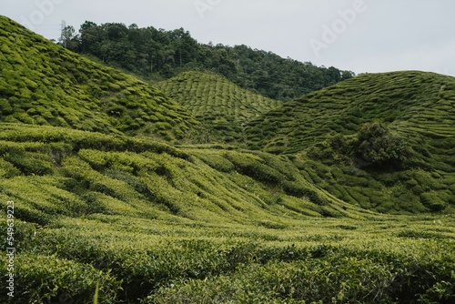 Fotografie, Obraz Vegetation of green tea plantations on hills in Cameron Highlands Malaysia