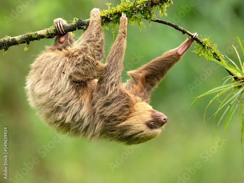 Hoffmann's two-toed sloth (Choloepus hoffmanni), also known as the northern two-toed sloth is a species of sloth from Central and South America.  photo
