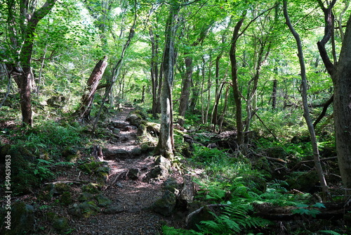 refreshing summer forest in the sunlight 