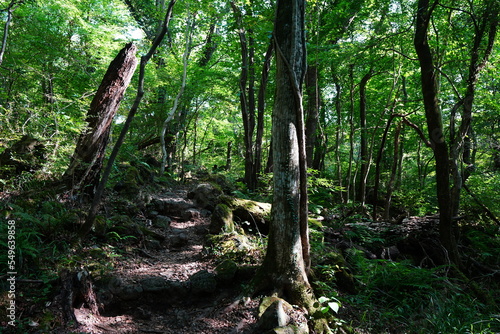 forest path in the gleaming sunlight