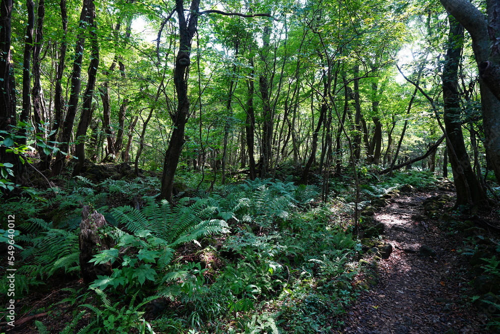 Fototapeta premium thick summer forest with fern