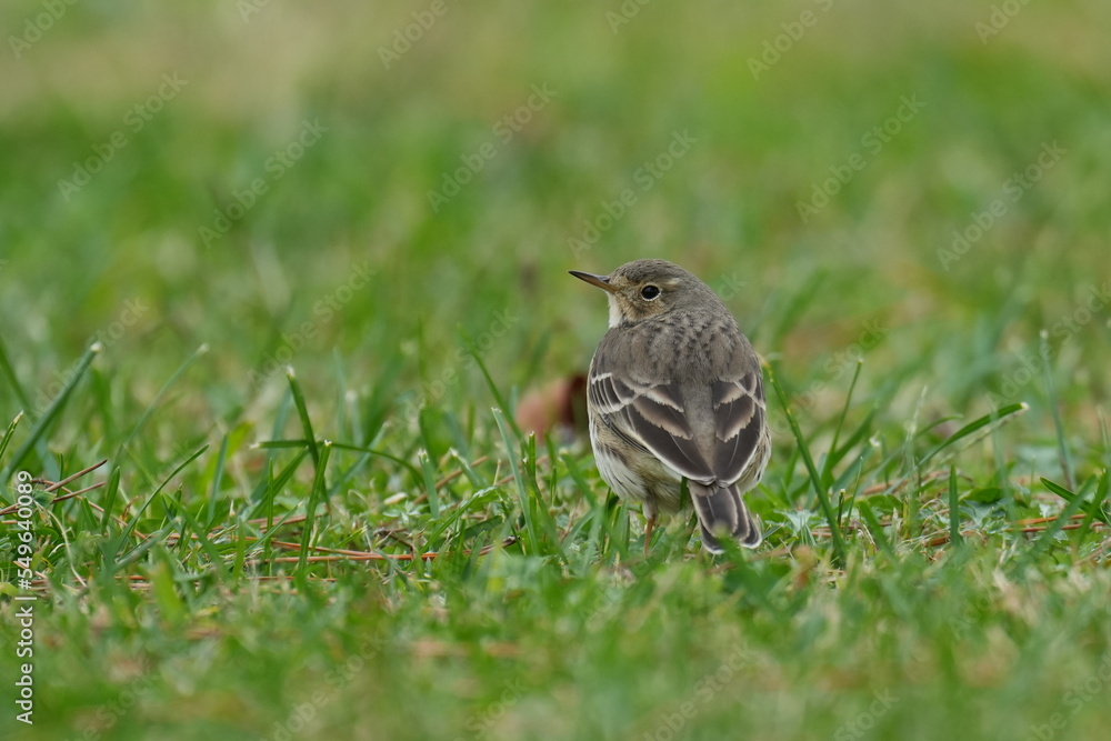 buff bellied pipit on a grass field buff bellied pipit on a grass field