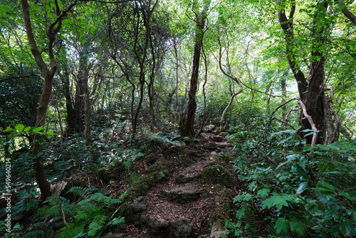 old trees and vines in wild forest 