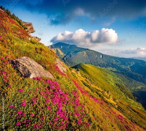 Astonishing summer view of fields of blooming rhododendron flowers. Sunny morning scene of Carpathian mountains  Ukraine  Europe. Beautiful summer scenery..