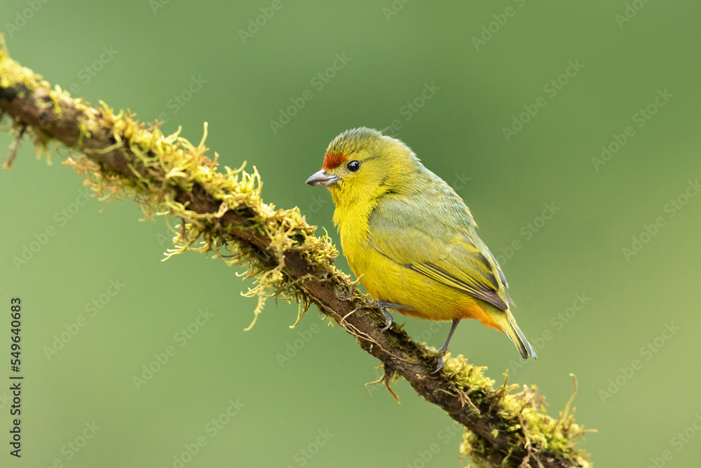Obraz premium Spot-crowned euphonia (Euphonia imitans) is a species of bird in the family Fringillidae. It is found in Costa Rica and Panama. Its natural habitats are subtropical or tropical moist lowland forest 