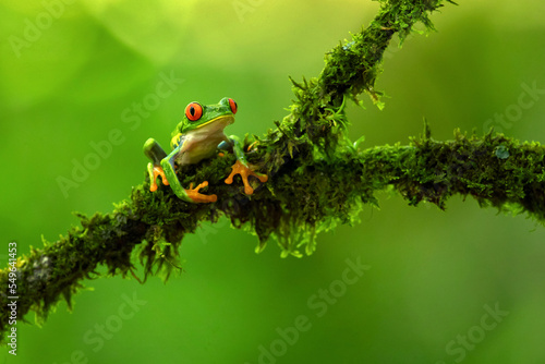 Agalychnis callidryas  commonly known as the red-eyed tree frog  is a species of frog in the subfamily Phyllomedusinae. It is native to forests from Central America to north-western South America.