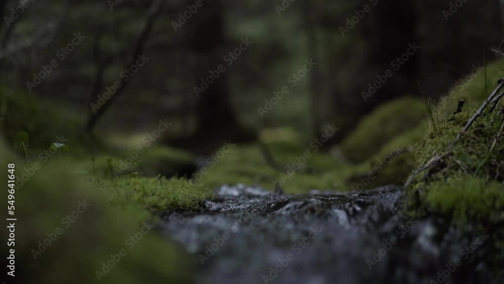 A man goes to the norwegian forest in the mountains from the camera A man goes to the norwegian forest in the mountains from the camera