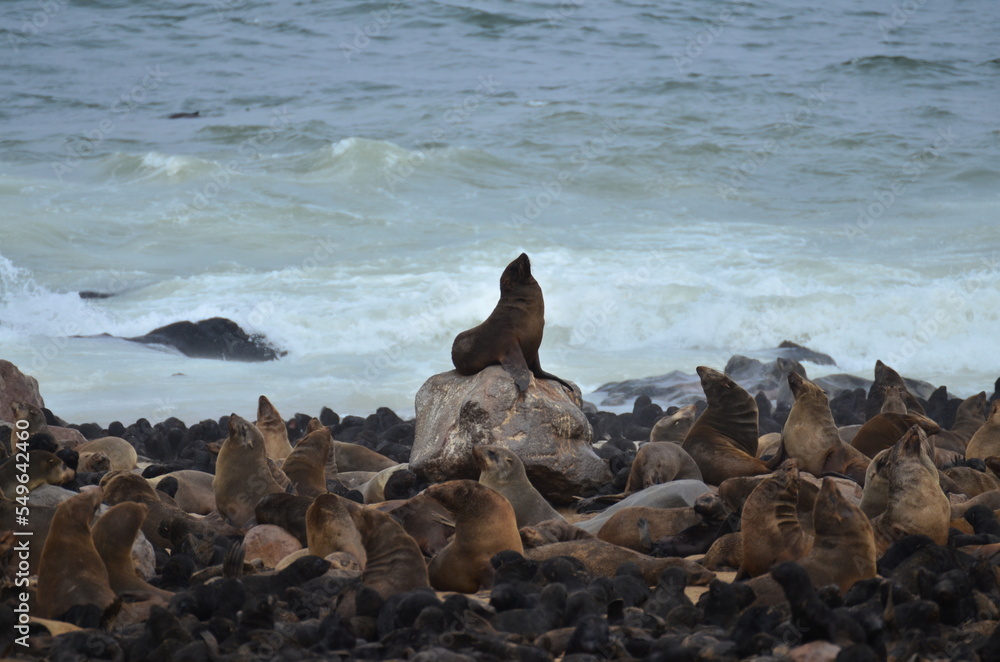 Colony of Seals at Cape Cross Namibia Africa
