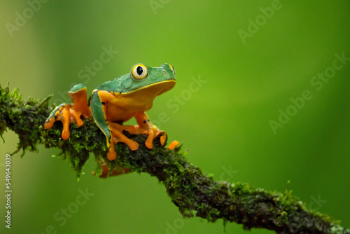 Cruziohyla calcarifer, the splendid leaf frog or splendid treefrog, is a species of tree frog of the subfamily Phyllomedusinae