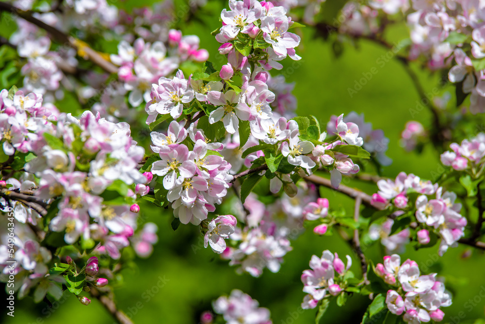 appletree blossom branch in the garden in spring
appletree blossom branch in the garden in spring