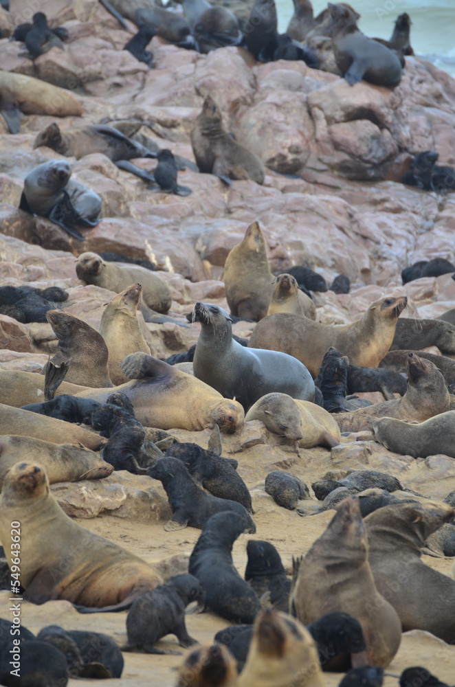 Colony of Seals at Cape Cross Namibia Africa